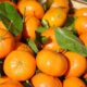 Fight the flu with this easy recipe using mandarins